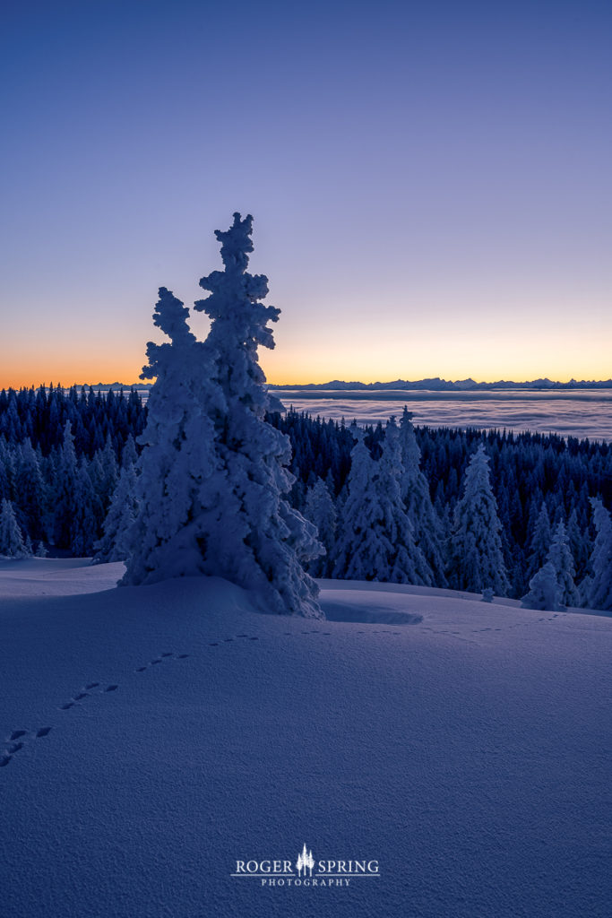 Winterlandschaft im Jura Schweiz mit verschneiten Bäumen bei Sonnenaufgang.