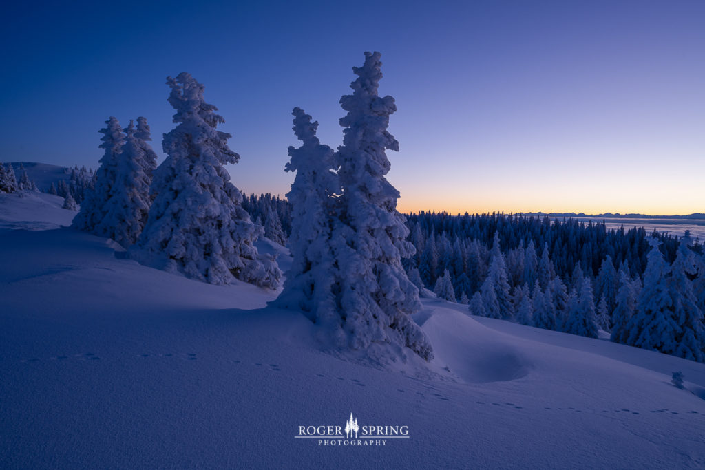 Winterlandschaft im Jura Schweiz mit verschneiten Bäumen bei Sonnenaufgang.