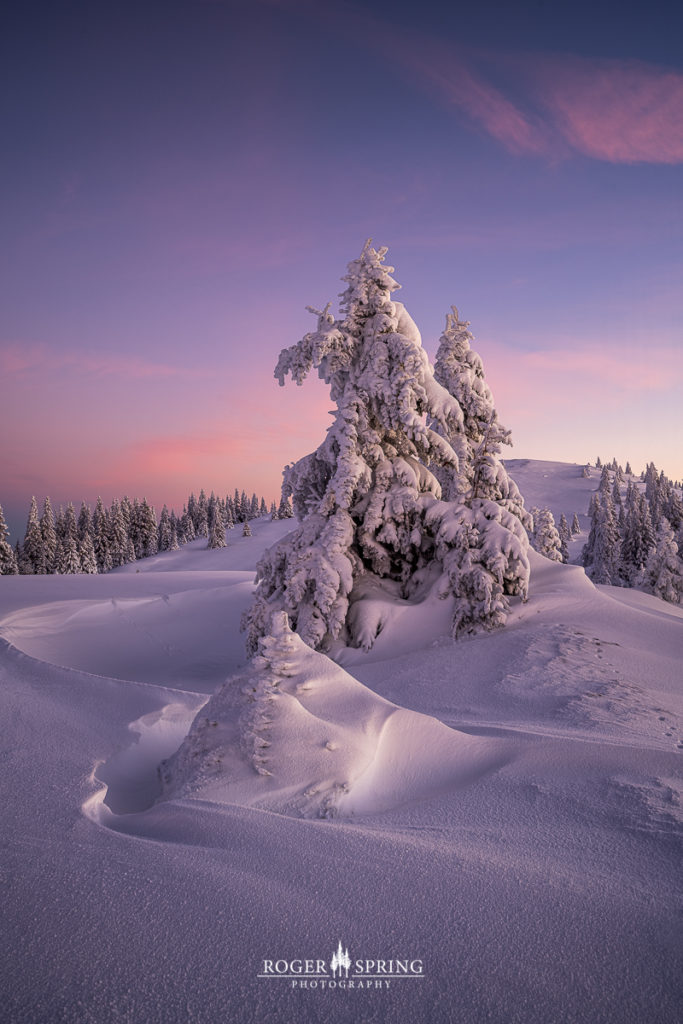 Winterlandschaft im Jura Schweiz mit verschneiten Bäumen bei Sonnenaufgang.